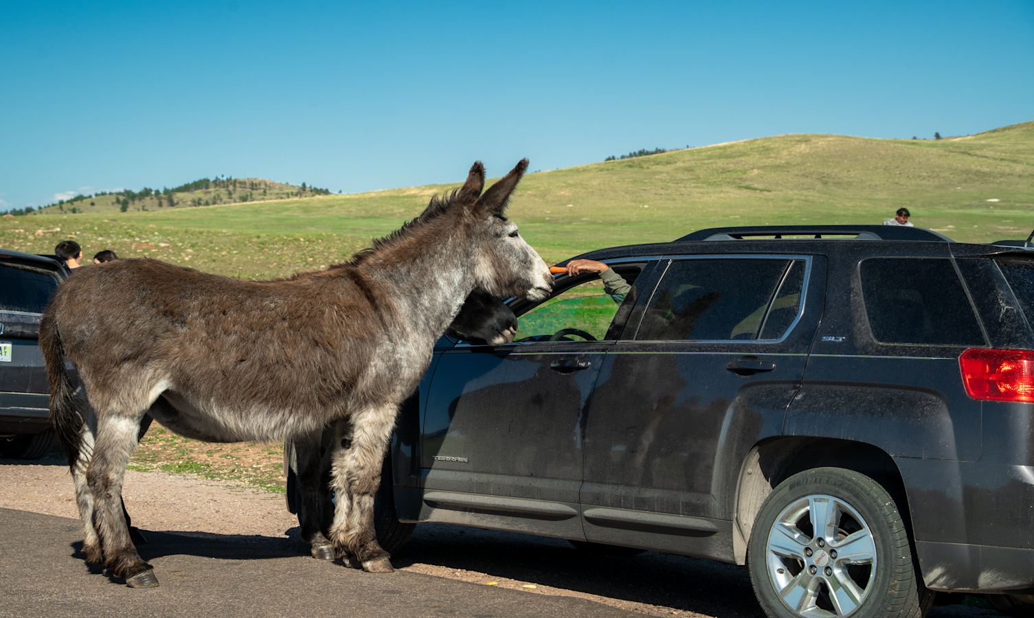 Begging Burro at Car Window